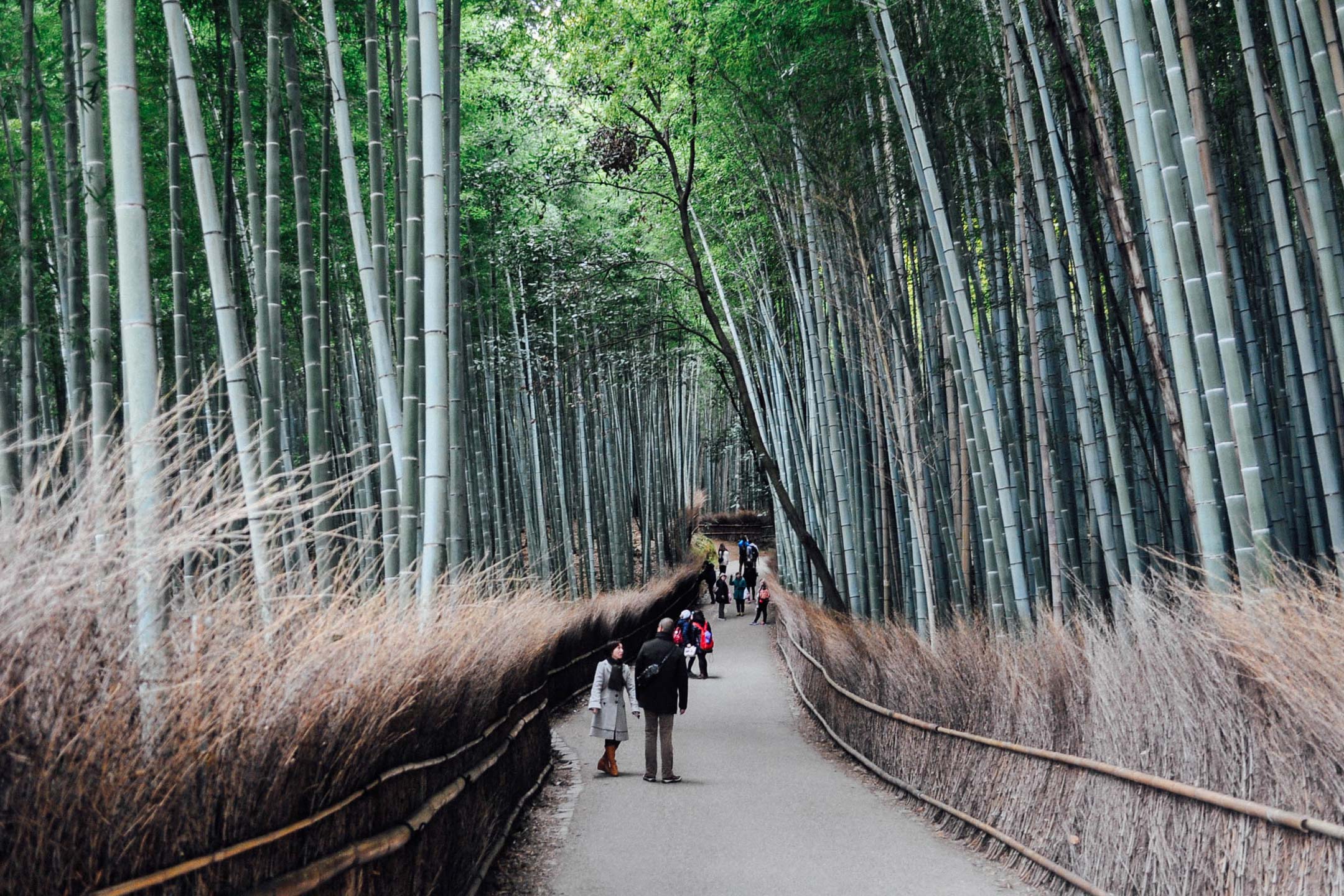 People on a path in bamboo forest